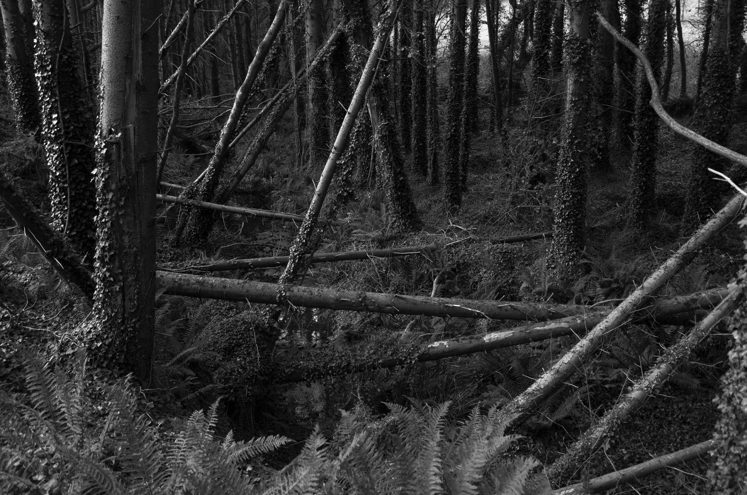 Megan Aann Dylan Lawlor